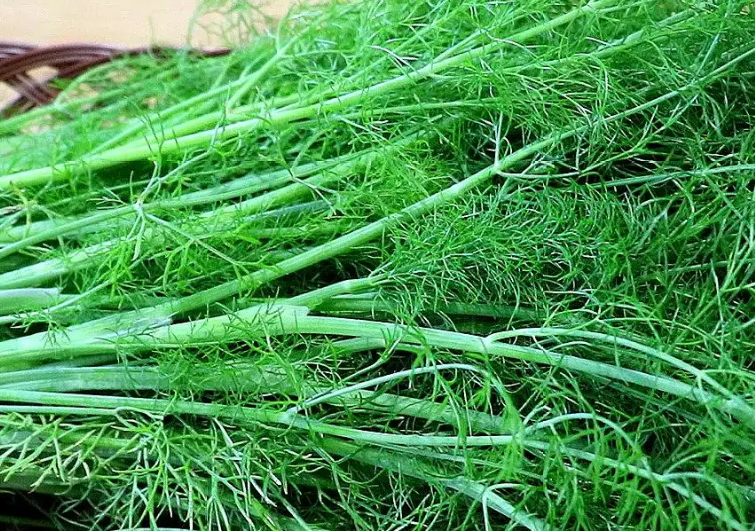 餃子機(jī)為什么做不了茴香餡的餃子？